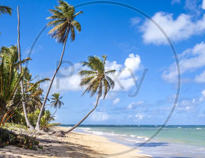 A Caribbean beach with palm trees with blue sky
