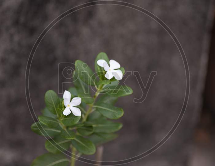 A little plant with white flower in a pot on a terrace garden. Indian flowers.