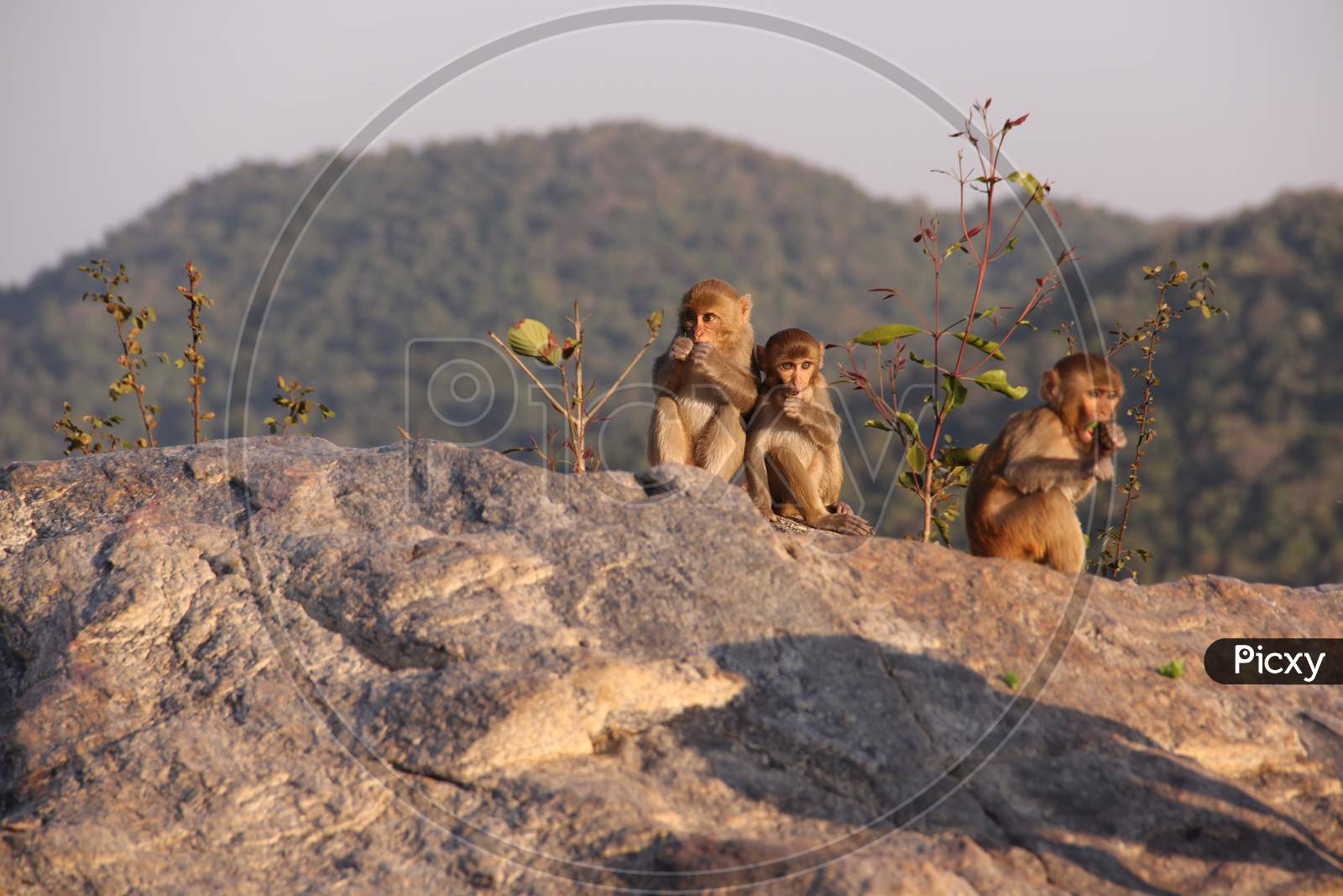 Later in the afternoon, baby monkeys are playing on the top of the hill at hundru waterfalls Ranchi Jharkhand in India