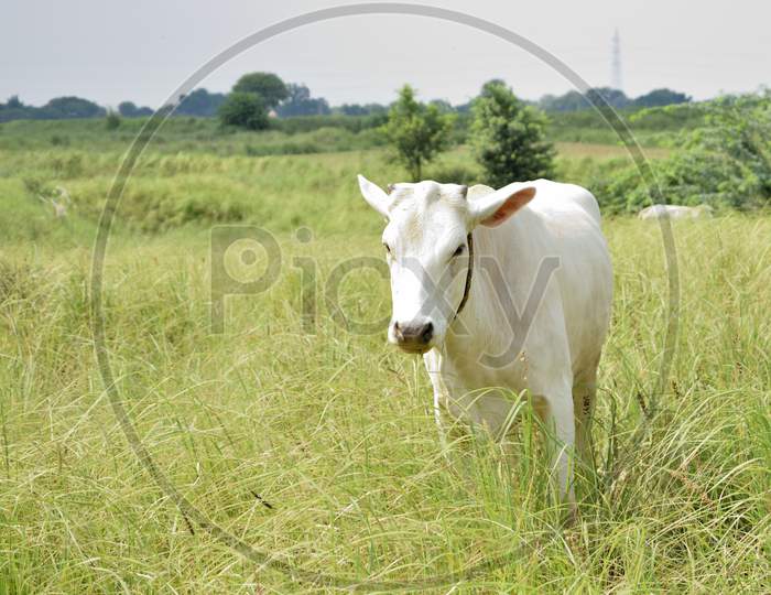 White India Cow Grazing In Field