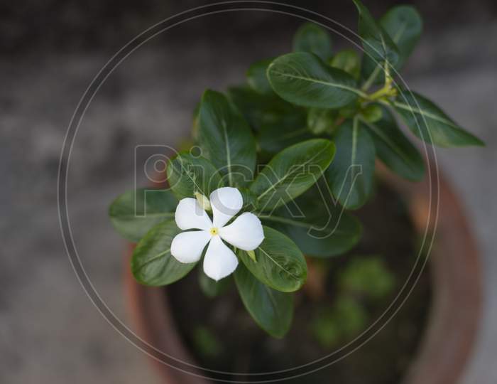 A Little Plant With White Flower In A Pot On A Terrace Garden. Indian Flowers.