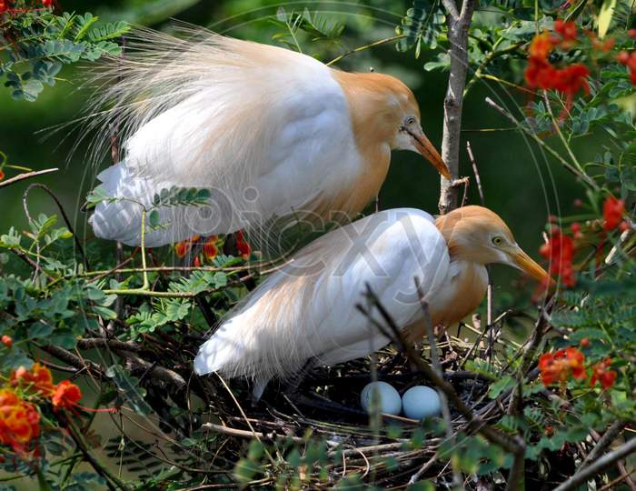 A Pair Of  Egret Sits  In A Nest  On The Banks Of The Brahmaputra River In The Panbazar Area Of Guwahati On May 05,2020.