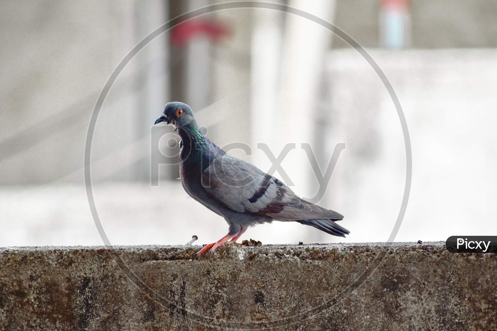Pigeon seen rarely on a terrace during quarantine days. Selectively focused