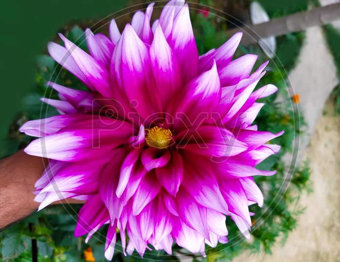 Closeup Beautiful Pink Flower Bloom In The Garden