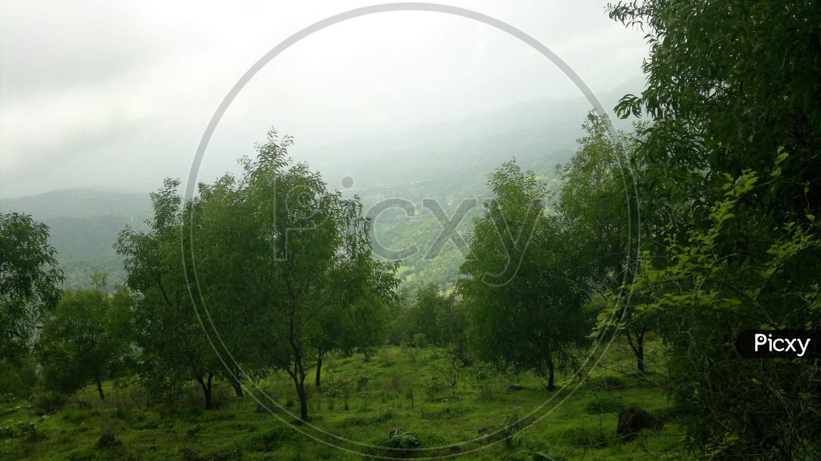 View Of Green Forest From Wilson Hills, A Hill Station In South Gujarat, India.