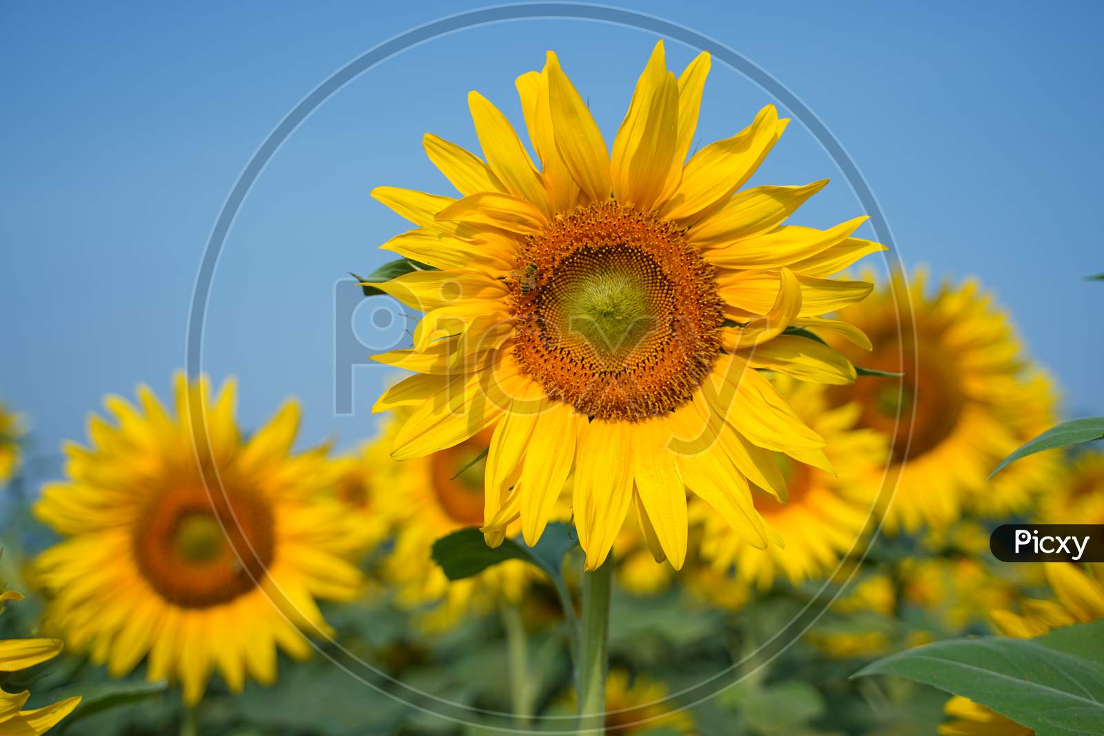 Sunflower natural background. Sunflower blooming. Close-up of sunflower