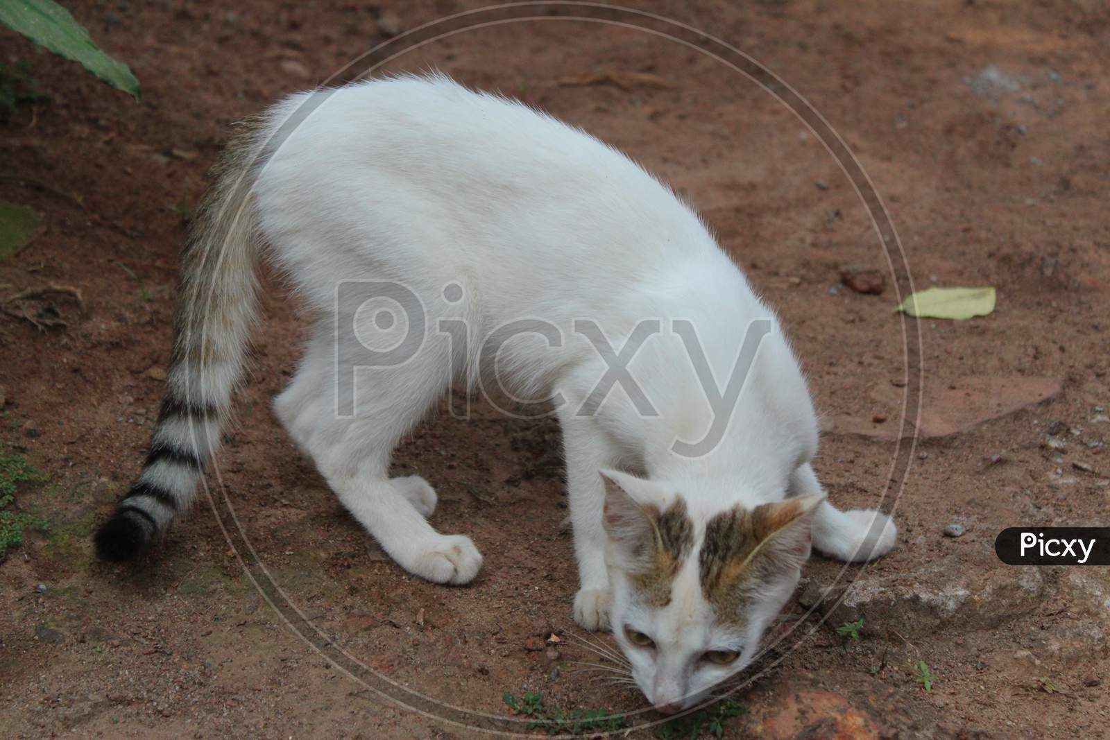 WHITE CAT WITH LONG TAIL
