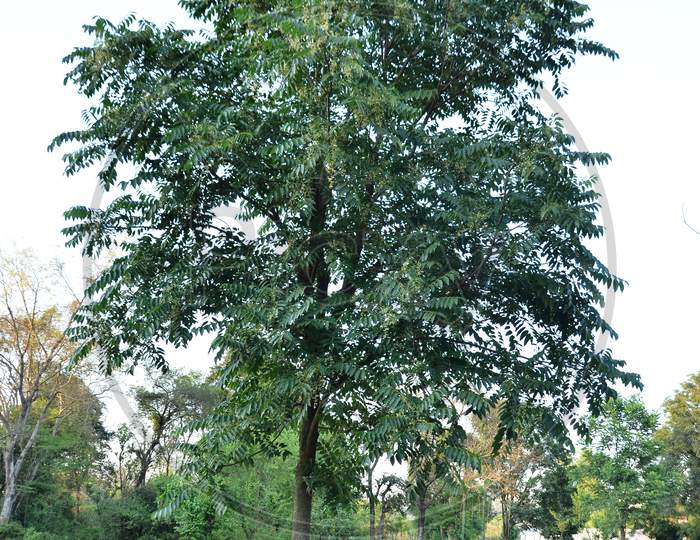 Beautiful tree natural location Himachal pradesh India