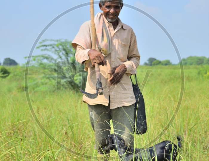 Kanpur, India - August 26, 2019 : An India Farmer Watching His Fields And Animals