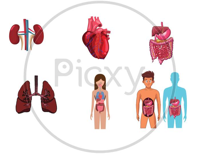 Human body with internal organs schema flat infographic poster illustration. Woman silhouette with lungs, heart, thyroid, stomach, liver, kidneys, uterus, intestine, pancreas, spleen