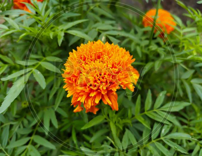 Orange Tagetes Marigold Flowers Close Up - Background Blur - Selective Focus