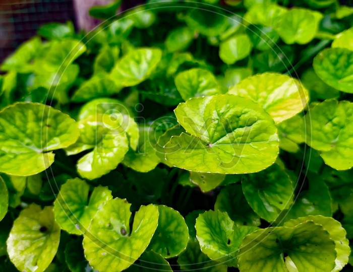 Vidya herbs, herbal medicine leaves, centeila asiatica, thankuni leaves