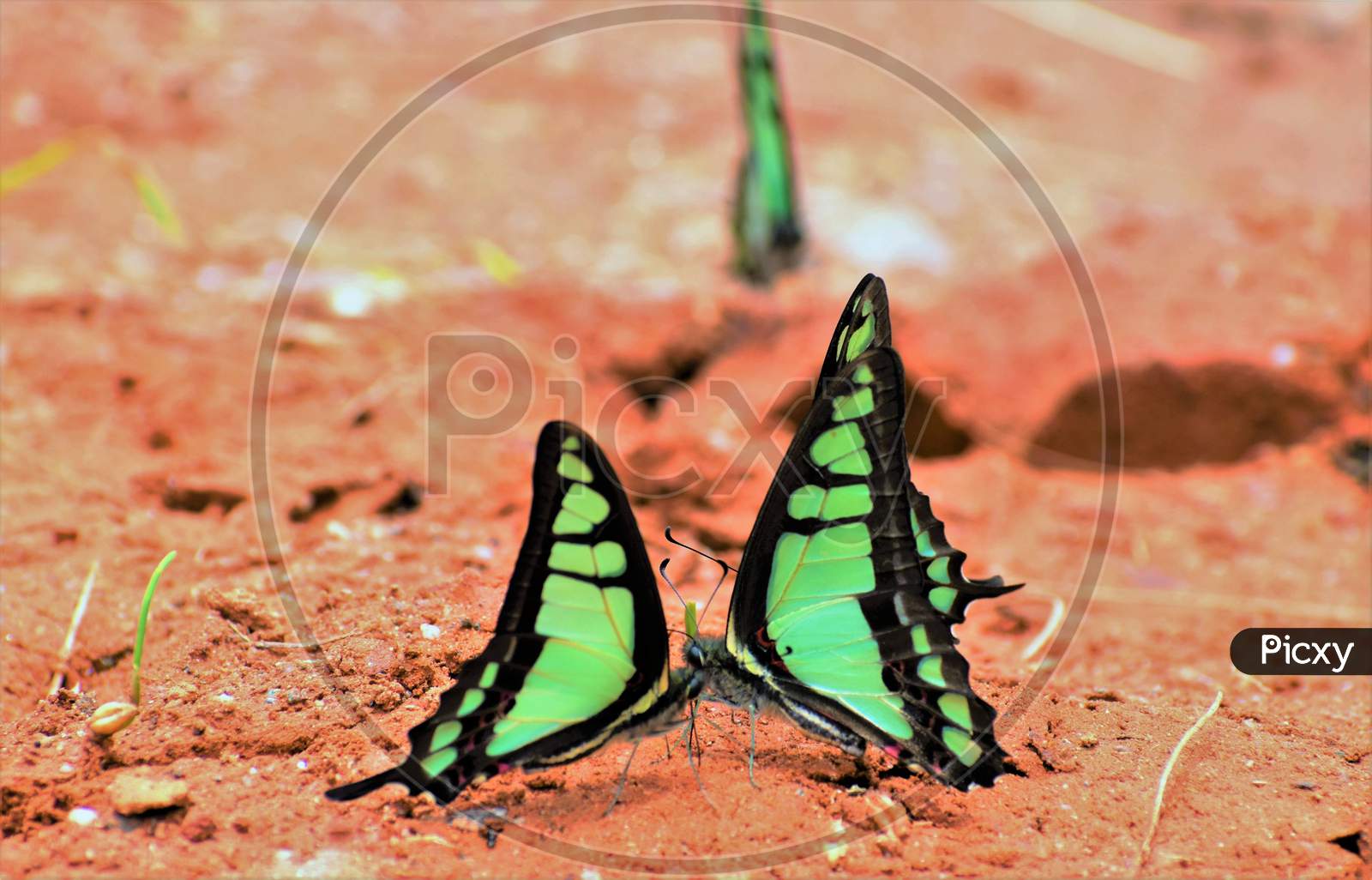 Butterfly (Glassy Bluebottle) showing love interaction during mud puddling and