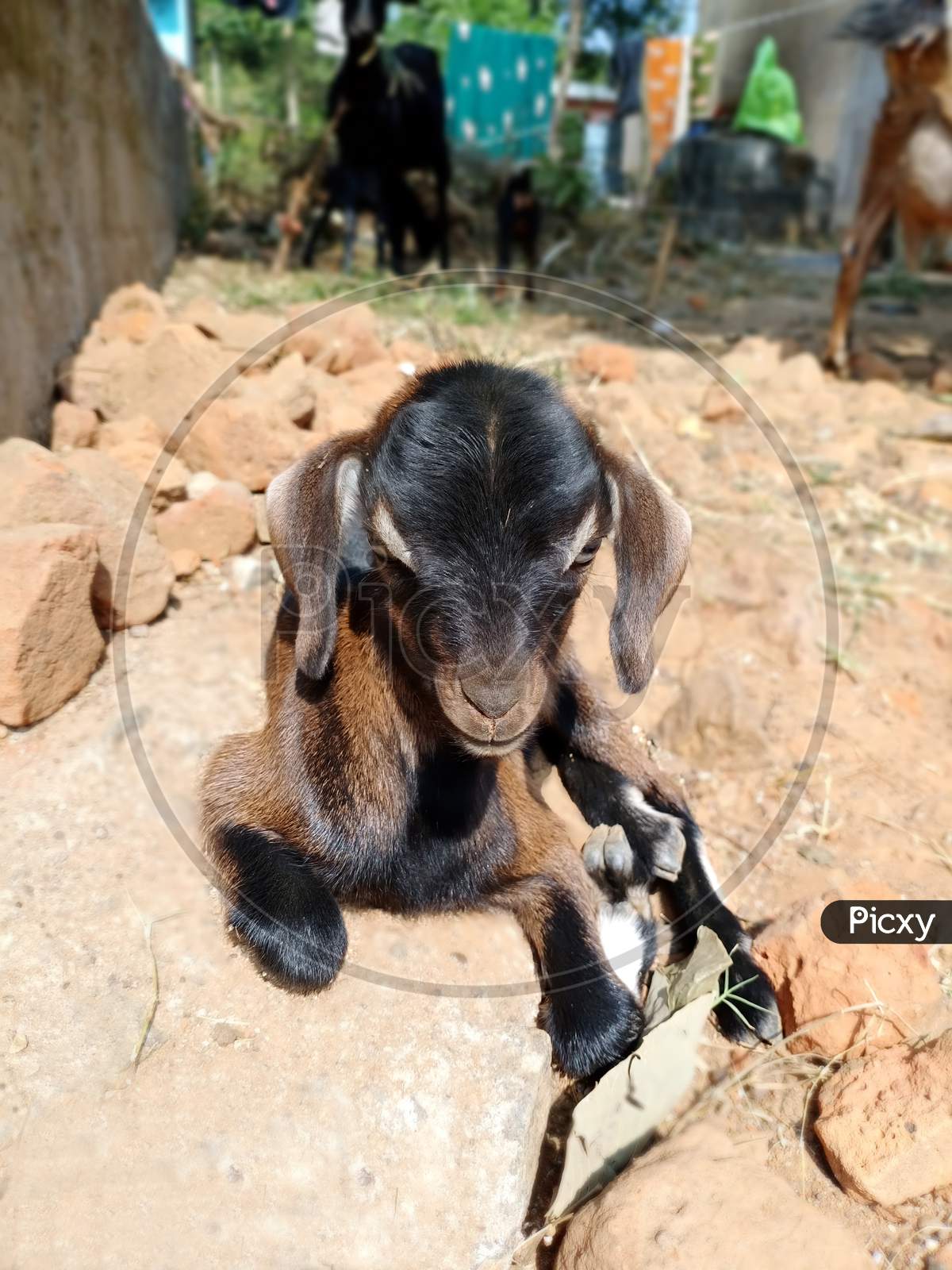 Beautiful Indian Goat Kid.
