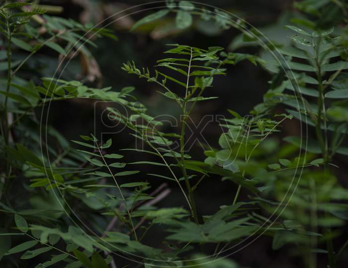 Leaves of a Indian green plant inside a park in green nature