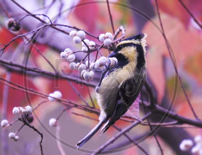Small bird (Himalayan Black-lored Tit) playing in beautiful branches of the tree in Autumn