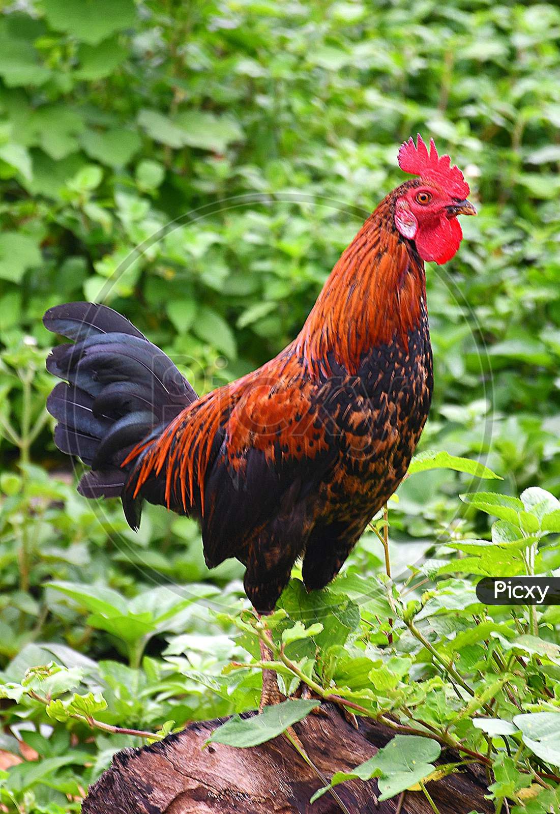 Rooster Sitting In A Green Garden. Capture From Away with Background blur.
