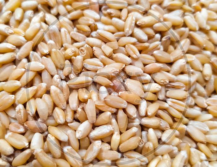 Background texture of  uncooked Wheat, ln Indian name called ghehu