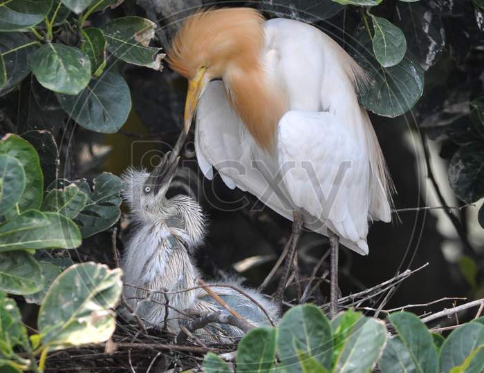 An Egret Feeds Her Chicks In A Nest On The Banks Of The Brahmaputra River In Pan Bazar Area Of Guwahati, May 5, 2020.