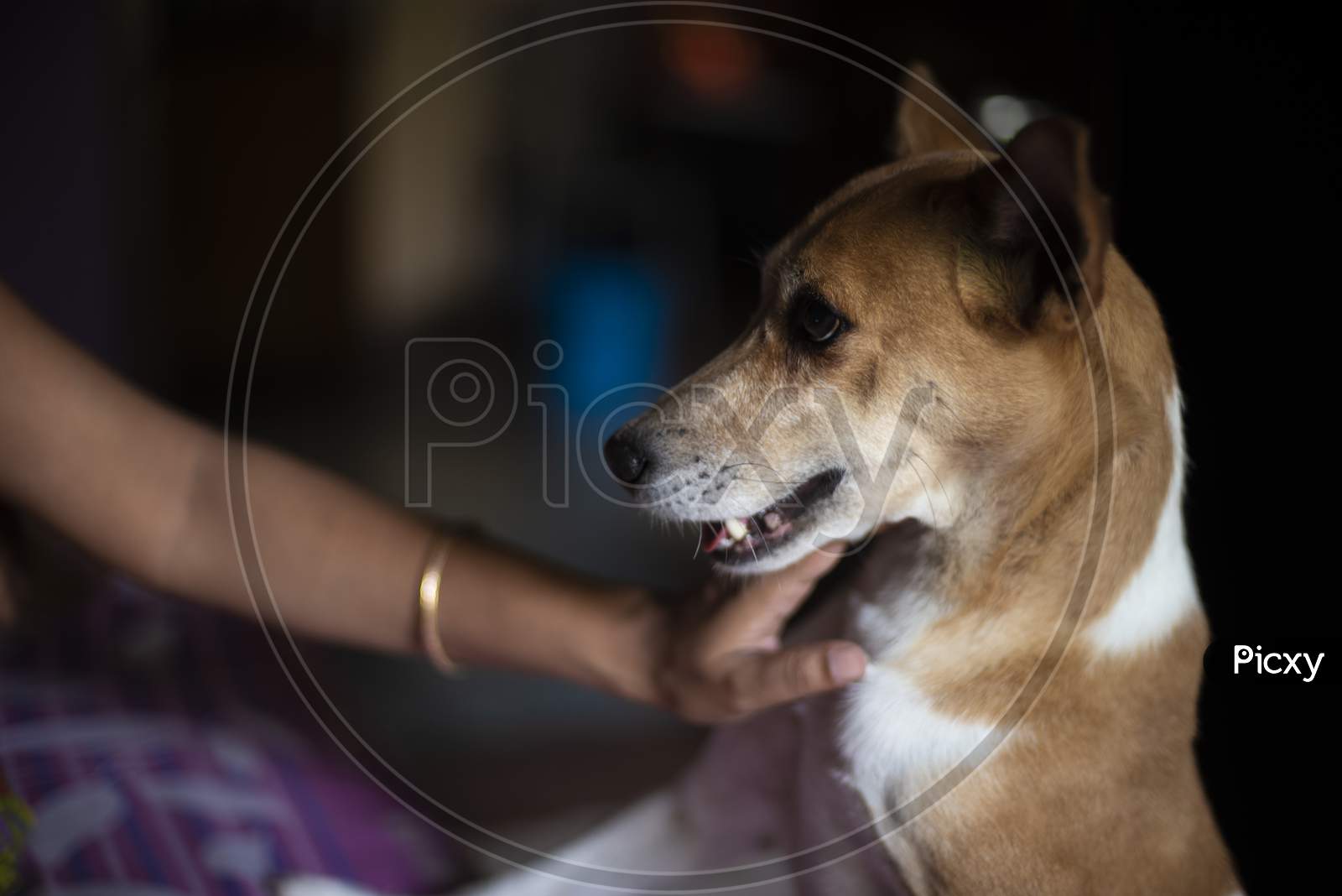 A cute Indian bread dog is being pampered by his owner in a Indian household. Indian dog and household interiors