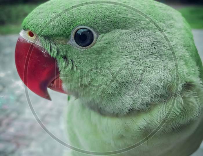 alexandrine parakeet pet parrot sitting on finger closeup photo