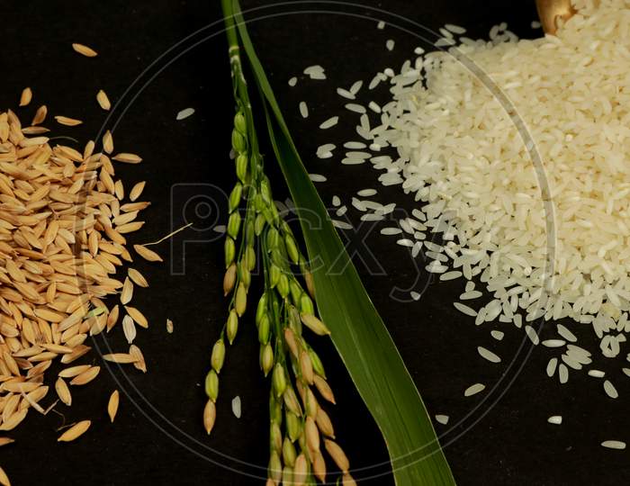 White Rice (Thai Jasmine Rice) In Bronze Glass And Rice Isolated On Black Background