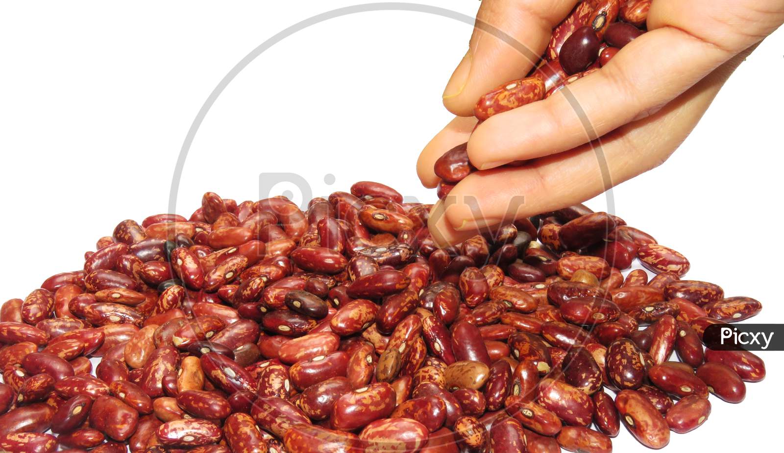 Kidney beans Dropping From Hand On White Background.Isolated Kidney Beans.