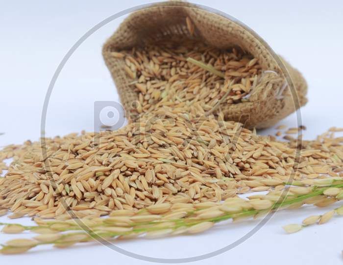 Paddy Rice In A Bag With Rice Pile On The White Background In India
