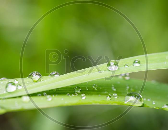 Macro image of dew and water drops on the blade of grass