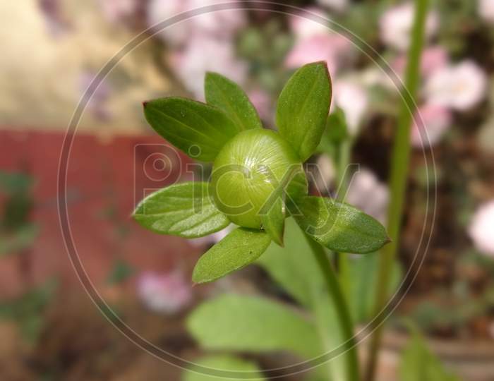 Hypericus petal branch green wildflower plant selective focus and Blur background wallpaper