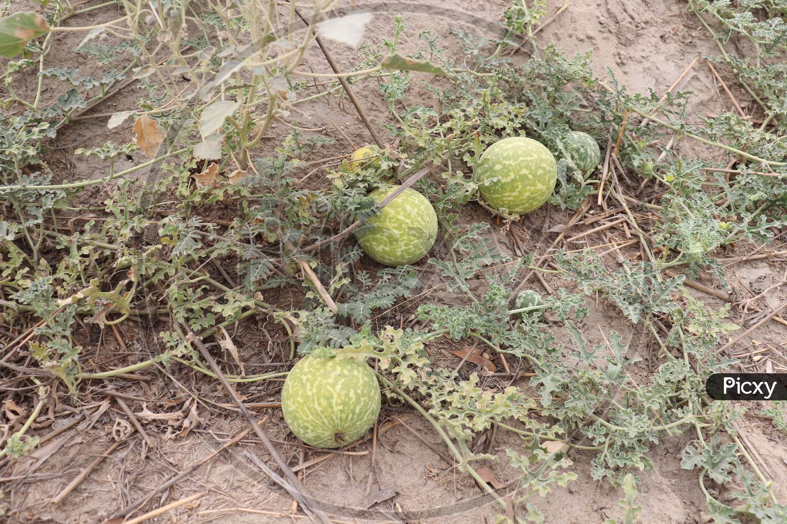 Coyote Melon In The Desert