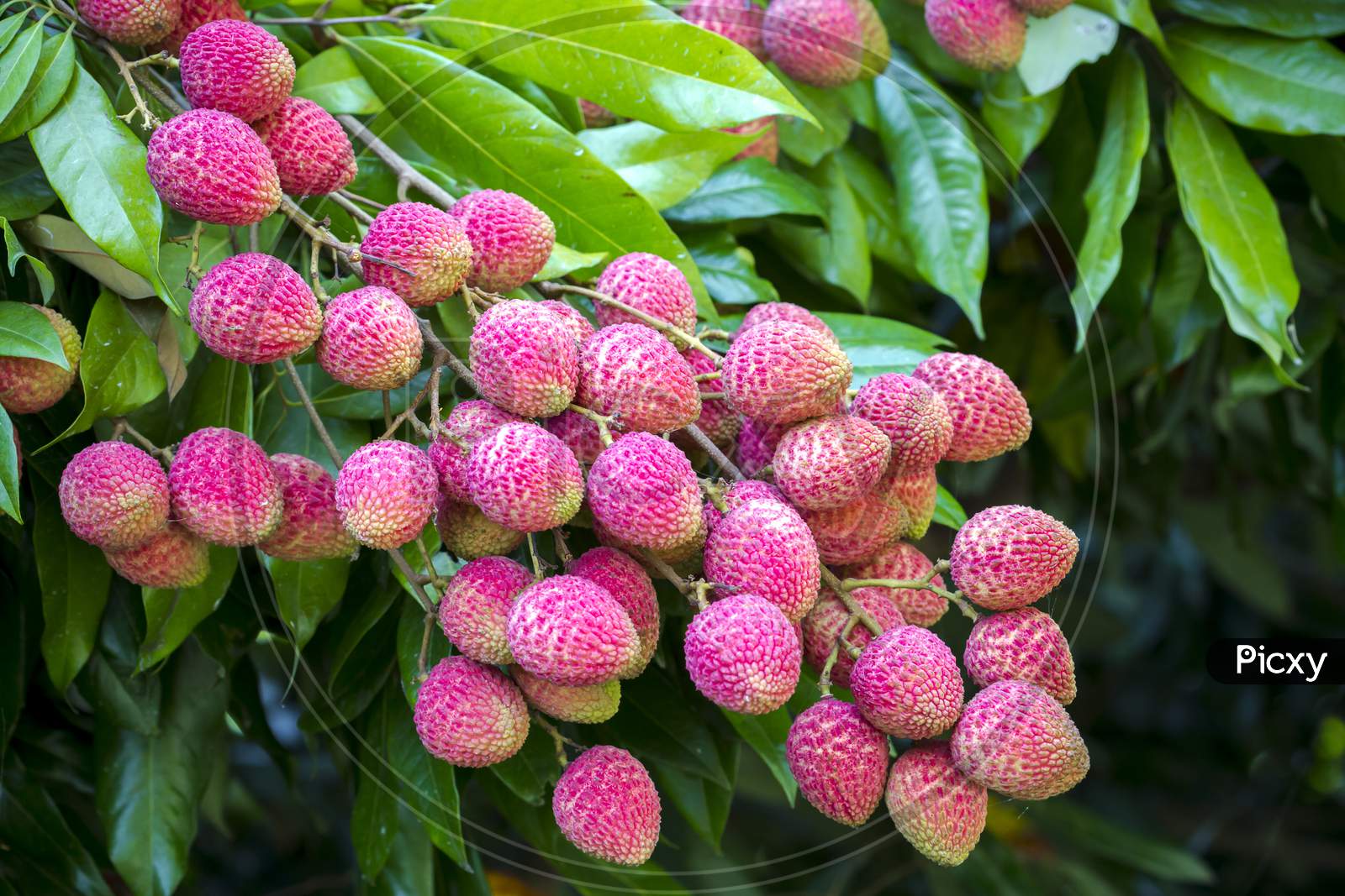 Brunch Of Fresh Lychee Fruits Hanging On Green Tree.