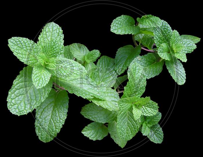 Fresh peppermint isolated on black background.