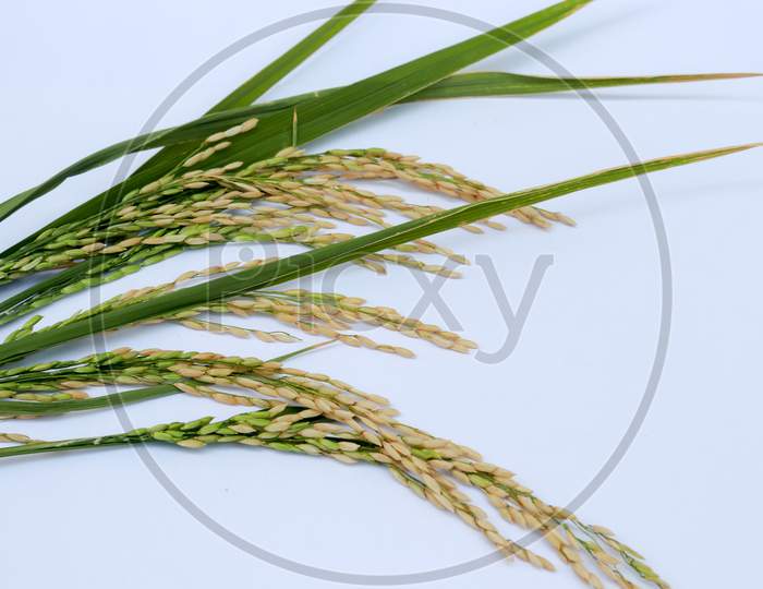 Organic Paddy Rice,Ear Of Paddy, Ears Of Thai Jasmine Rice Isolated On White Background