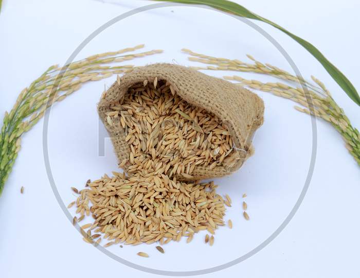 Paddy Rice In A Bag With Rice Pile And The Ear Of Paddy Rice Form The Field Of Farmland On The White Background.