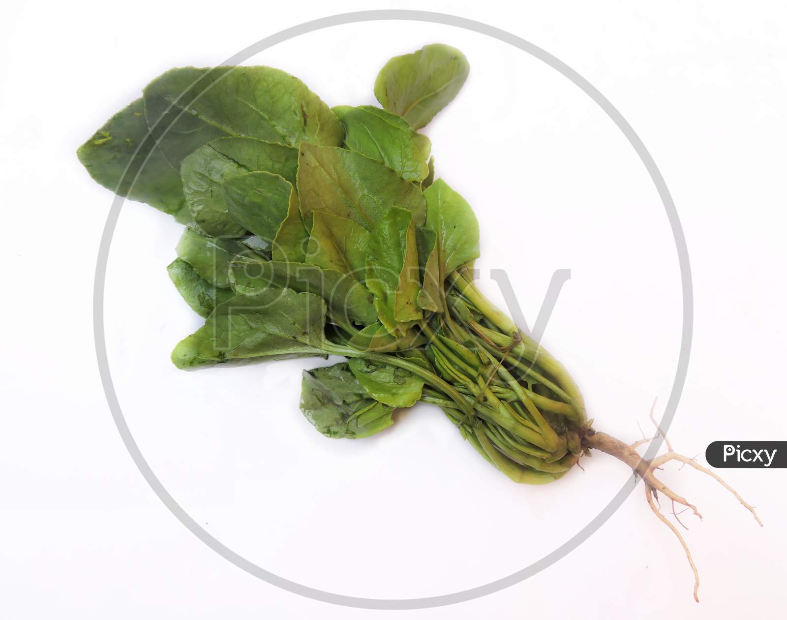 Leafy vegetable- Common sorrel or spinach dock
