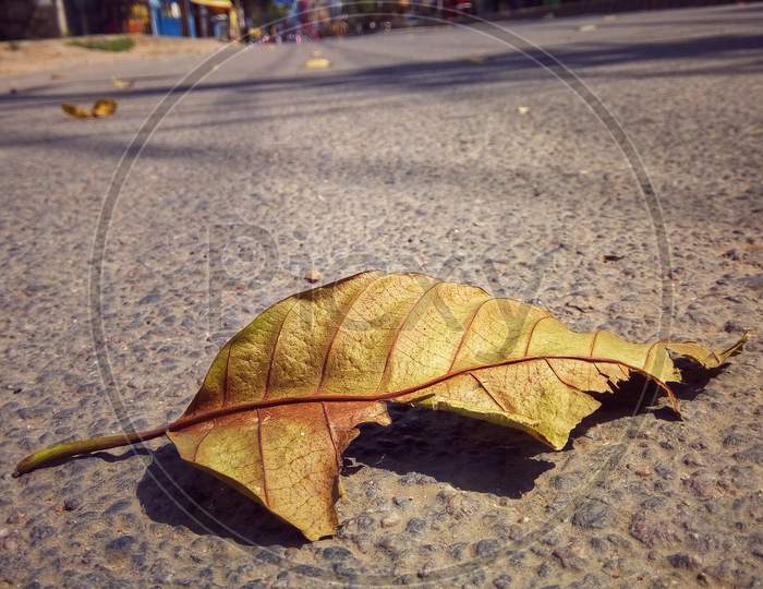 Dry Leaf on empty road Lockdown effect