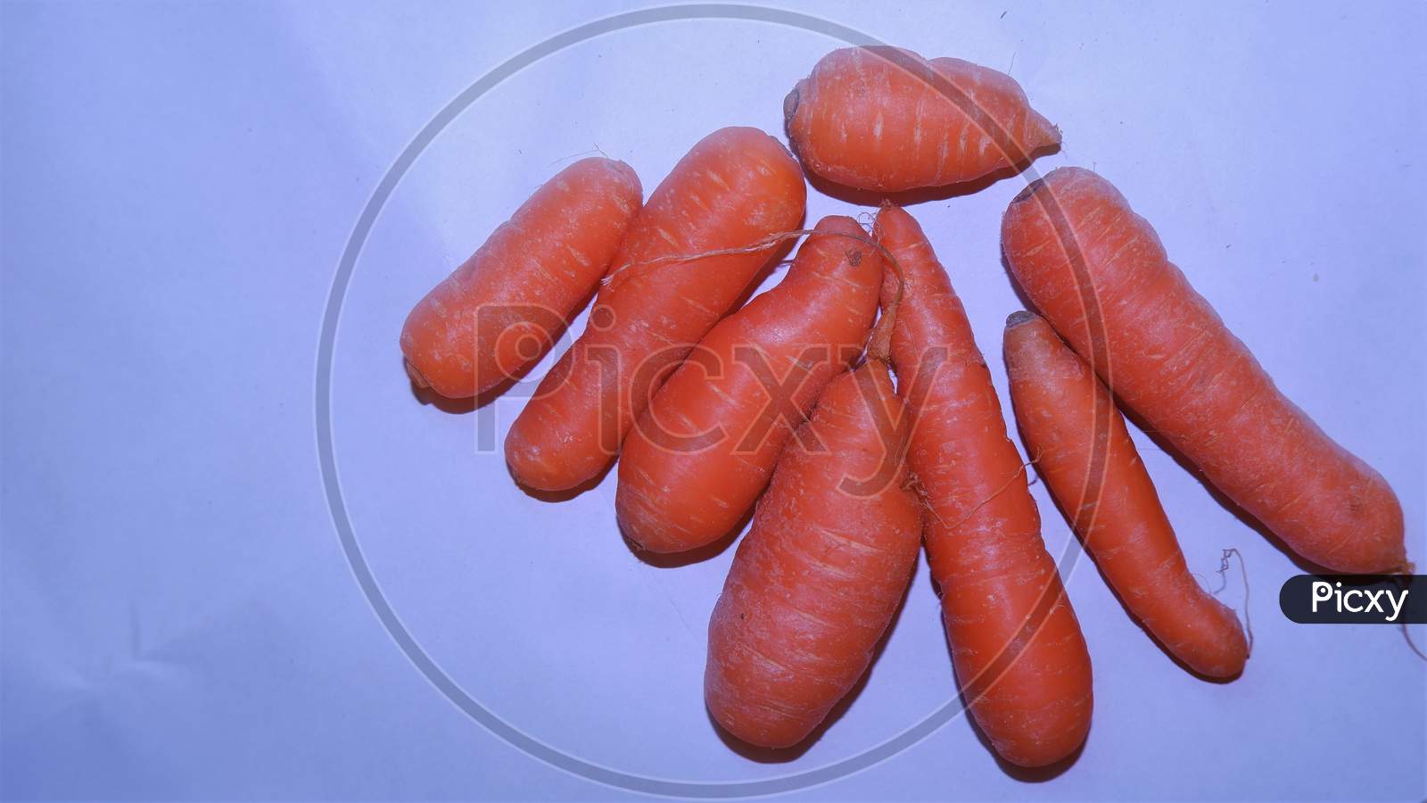 Set of small carrot in white back ground