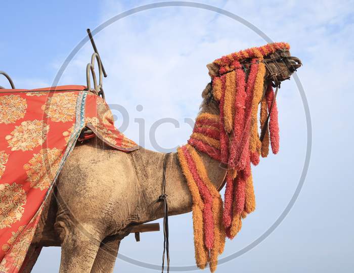 A decorated Camel ready to offer happy ride