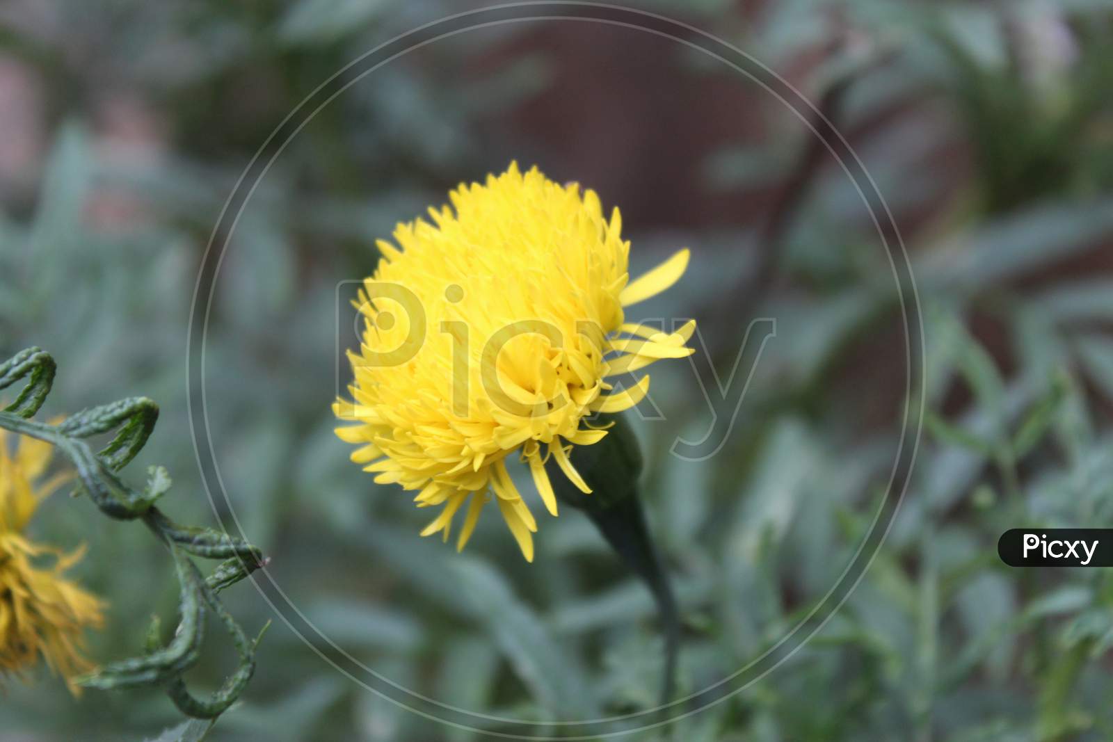 YELLOW FLOWER WITH GREEN LEAF