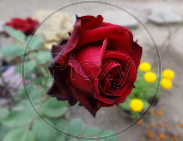 Dark Red petal Garden rose flower plant selective focus and Blur background