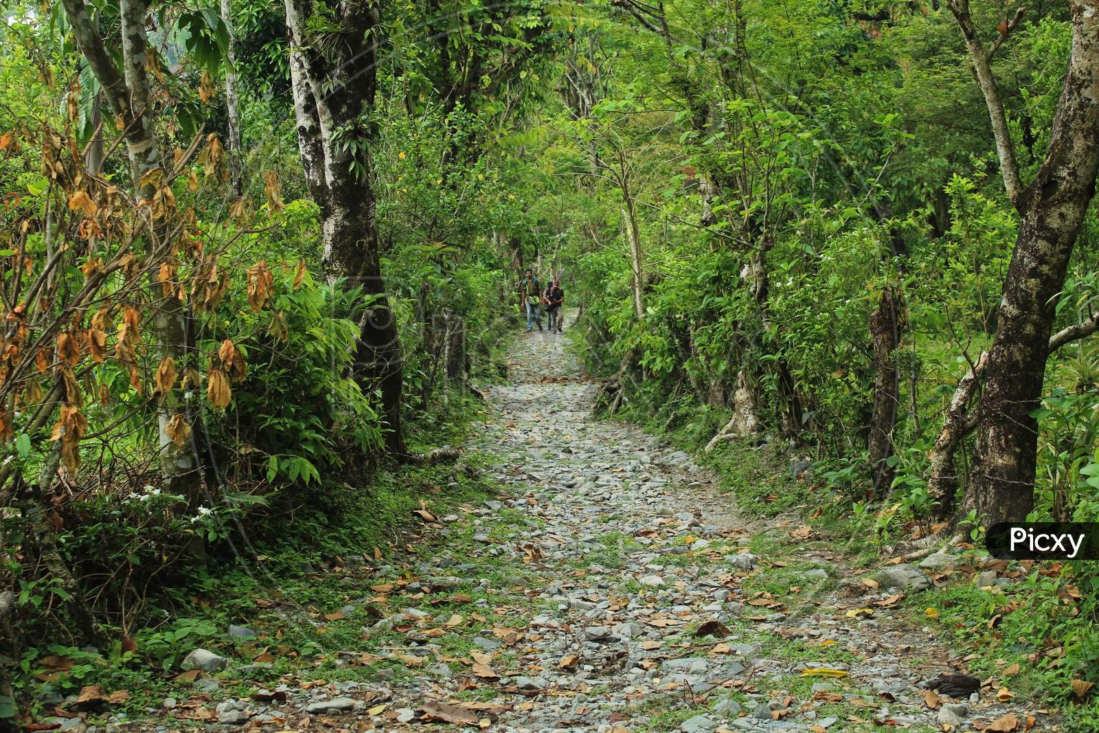 Narrow Path In A Village Near The Forest & Mountain