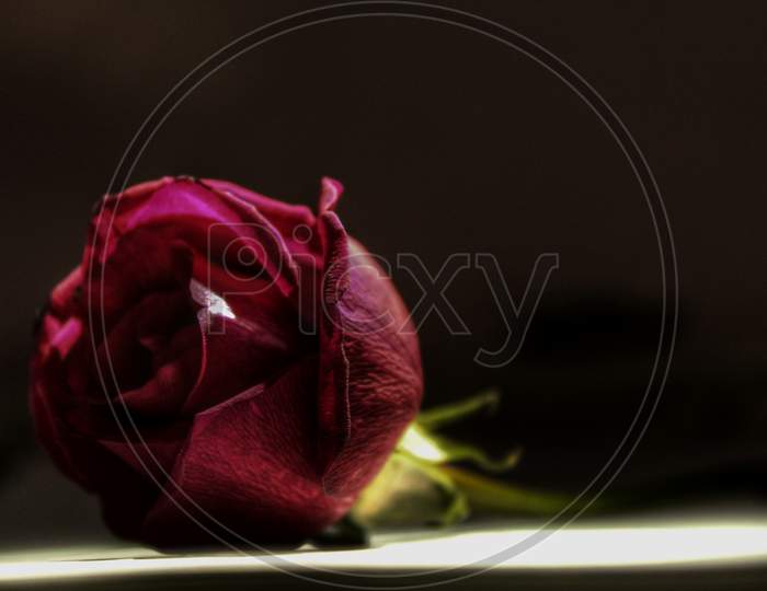 Red Rose Flower Isolated Black Background