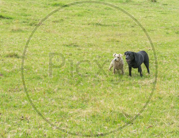 Dogs in a Lawn Garden Grass