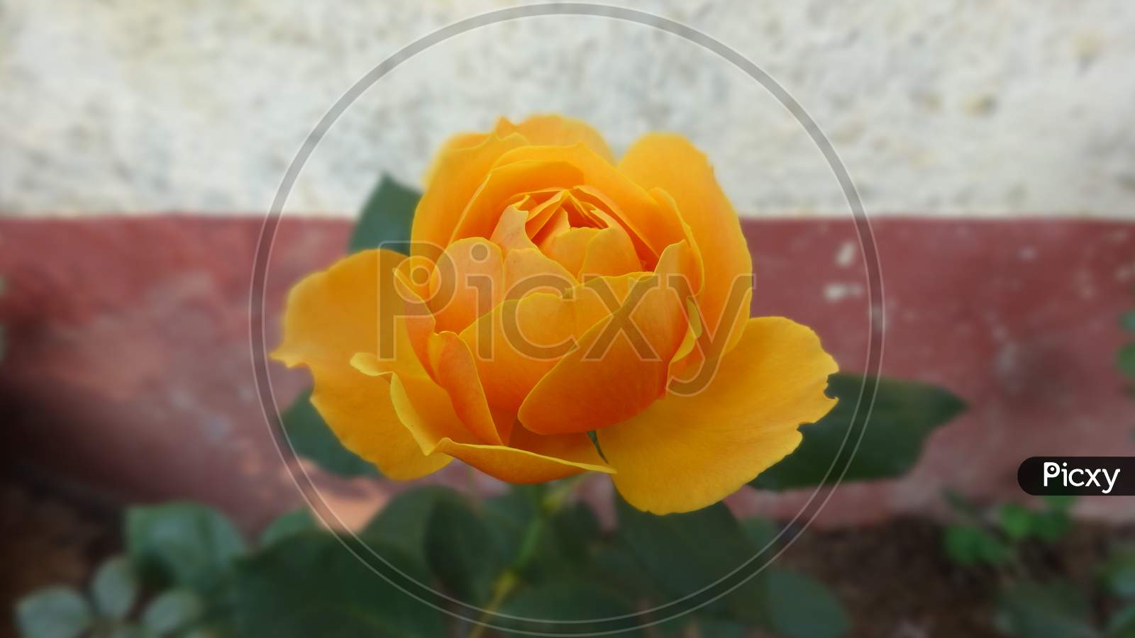 Garden rose Beautifull light orange flower.close up selective focus and blur background