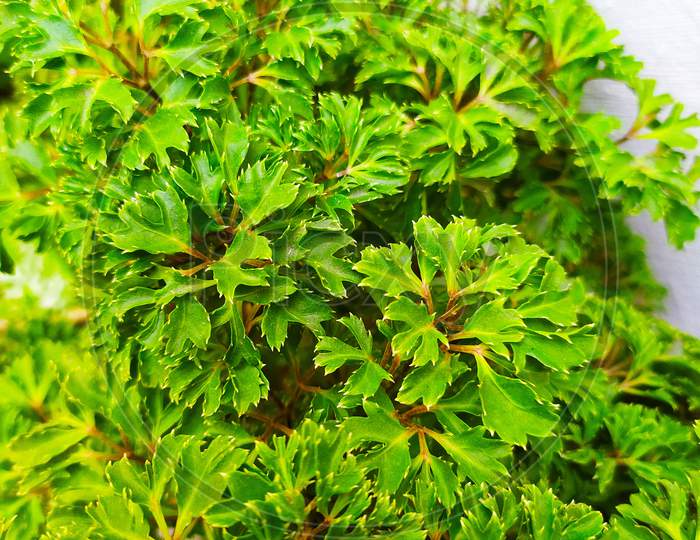 Polyscias fruticosa or ming aralia leafs texture