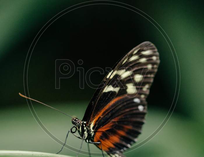 Beautiful black butterfly close up short.