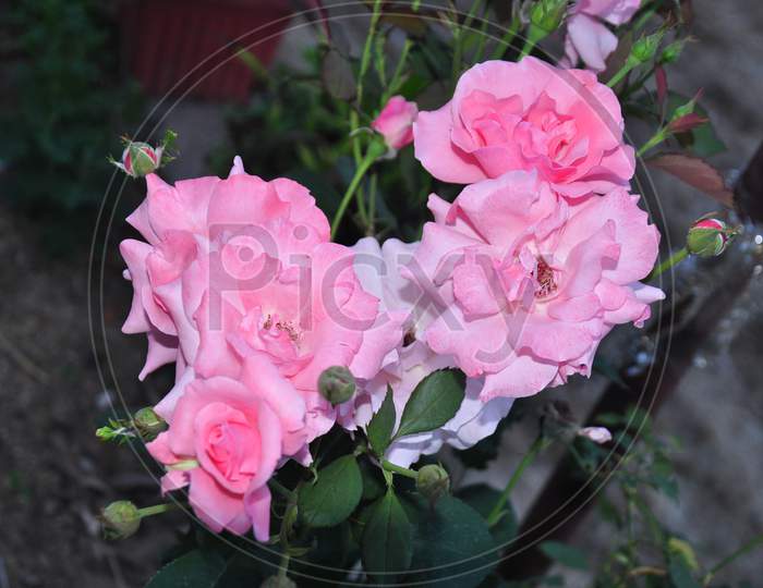 Beautiful  Rose in garden Himachal pardesh India