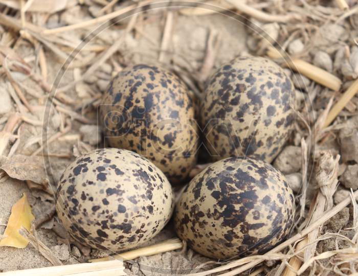 Red Wattled Lapwing eggs In The Nest