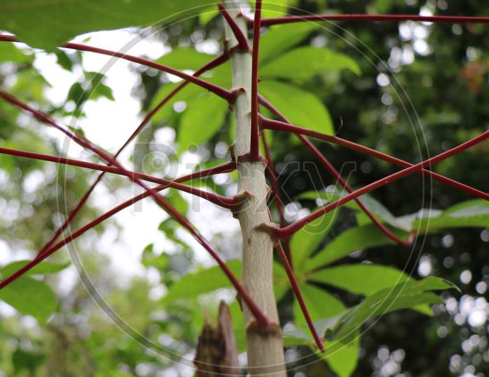 Stem With Red Branches Connected To Leaves Of Cassava Plant